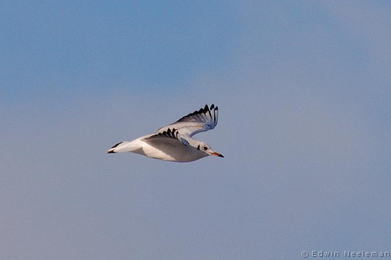 ENE-20090105-0004.jpg - [nl] Kokmeeuw ( Larus ridibundus ) | Kesteren, Nederland[en] Black-headed Gull ( Larus ridibundus ) | Kesteren, The Netherlands